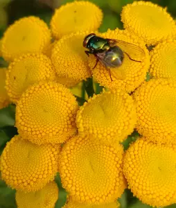 Pat 03 Boerenwormkruid met